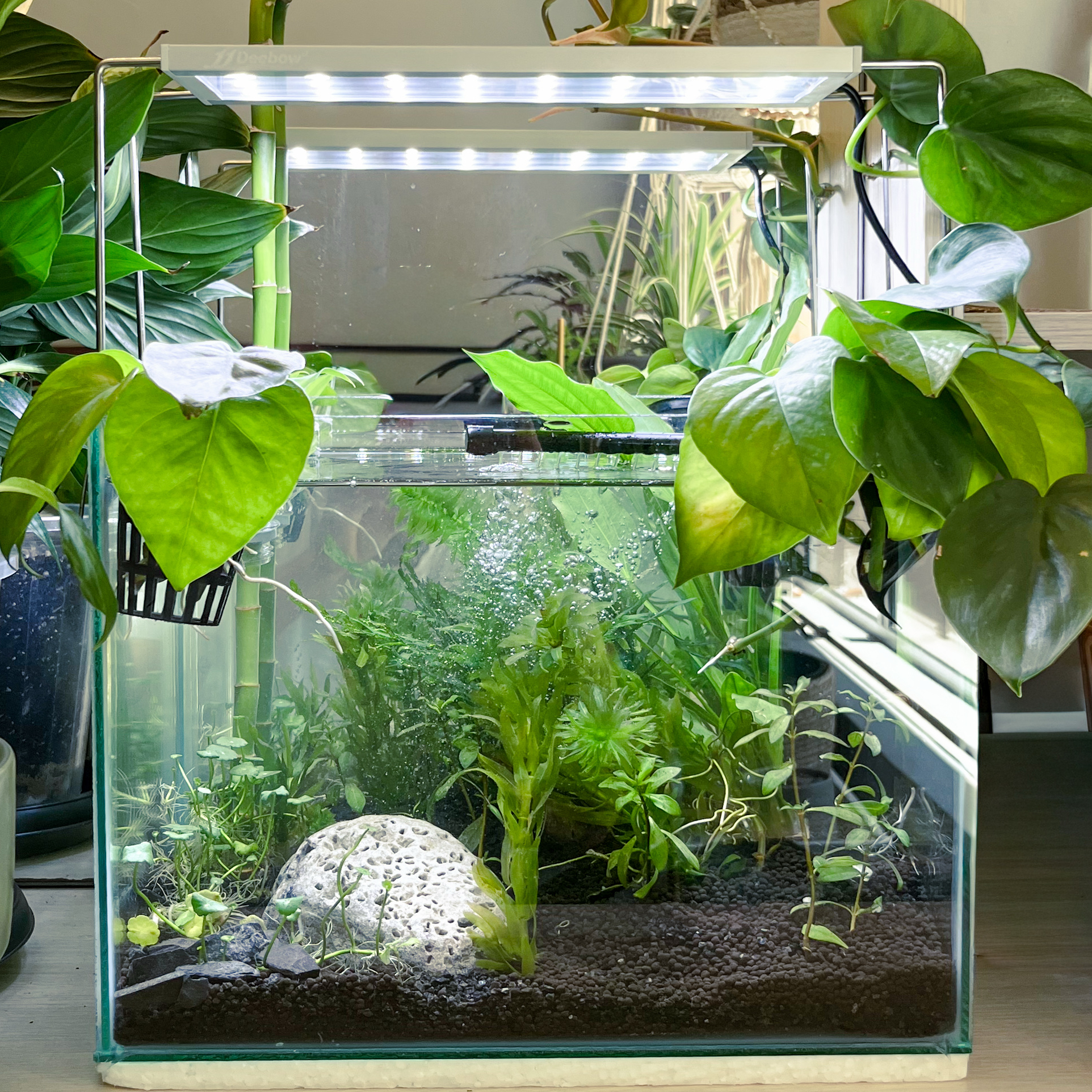 Walstad tank