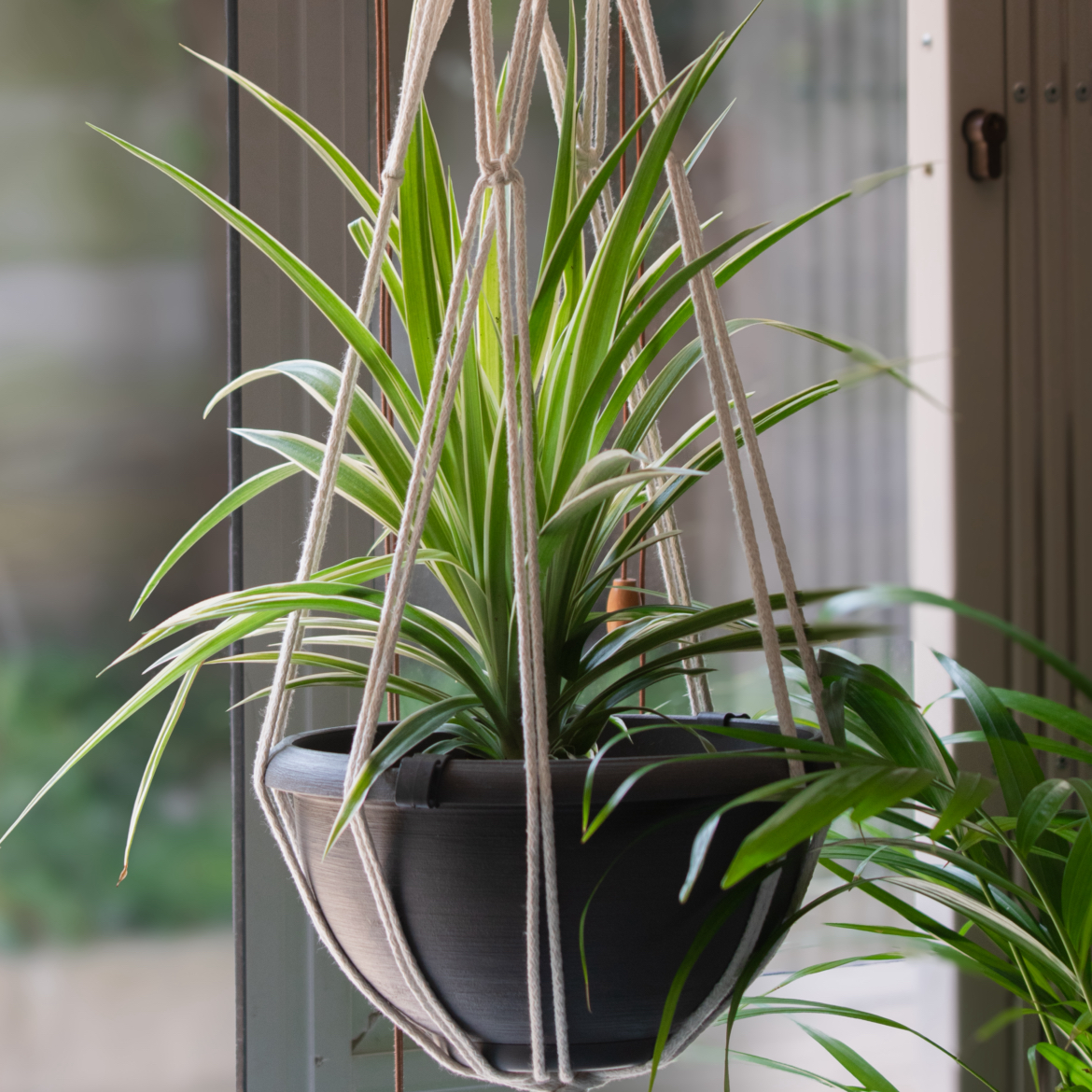 Photo of the plant species Cape Spider Plant by @Pothead_Poet named Eros on Greg, the plant care app