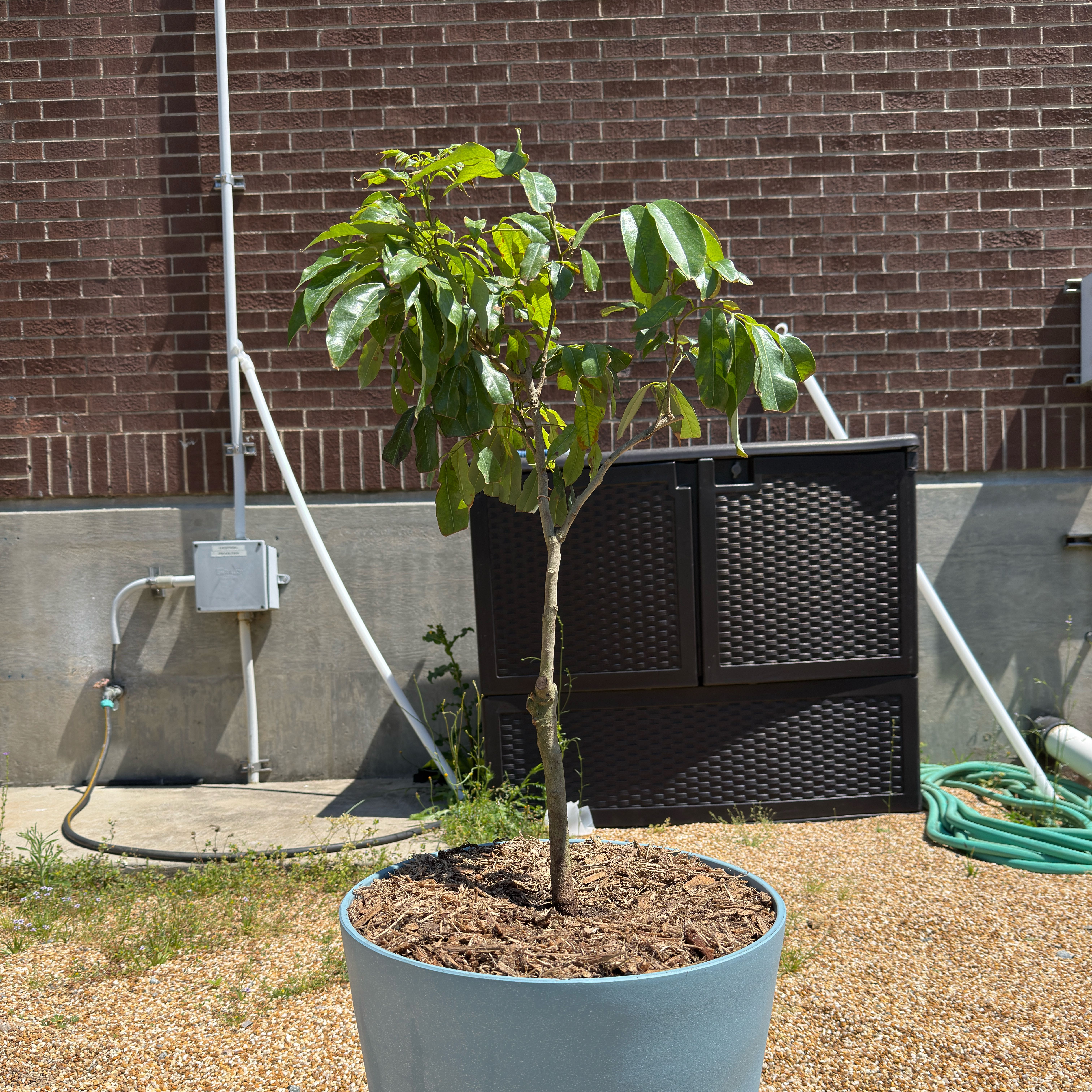 Photo of the plant species Sweetheart Lychee Tree by @PatientYuzu52 named Sweetheart Lychee on Greg, the plant care app