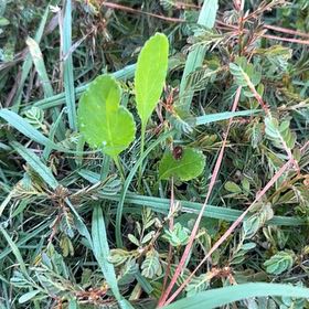Photo of the plant species Threelobe False Mallow by @SteamyFord95 named Elina on Greg, the plant care app