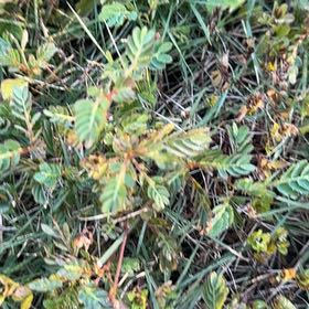 Photo of the plant species Chamber Bitter by @SteamyFord95 named Emerson on Greg, the plant care app