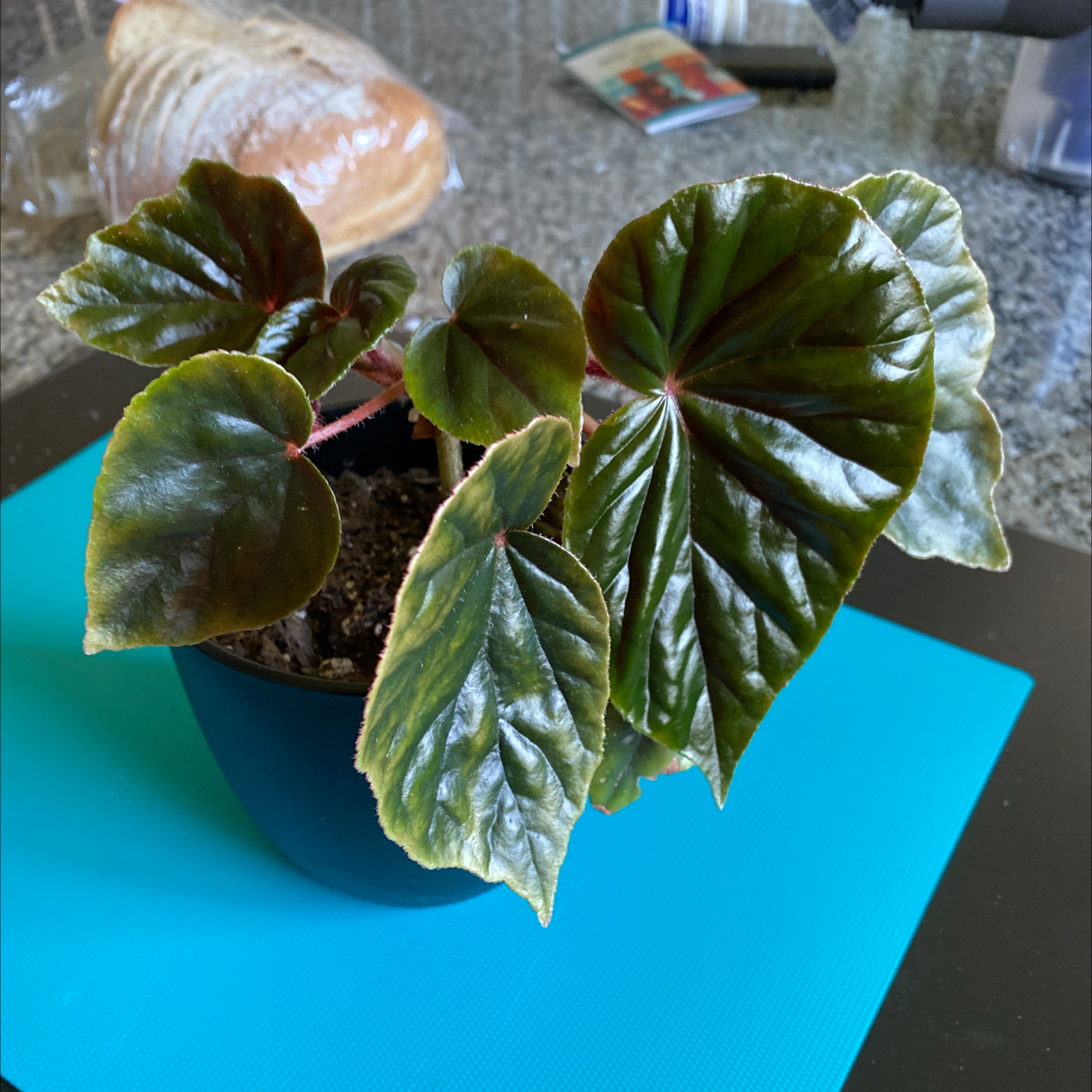 Plant care for Eureka Bronze Leaf White Begonia on Greg, the plant care app