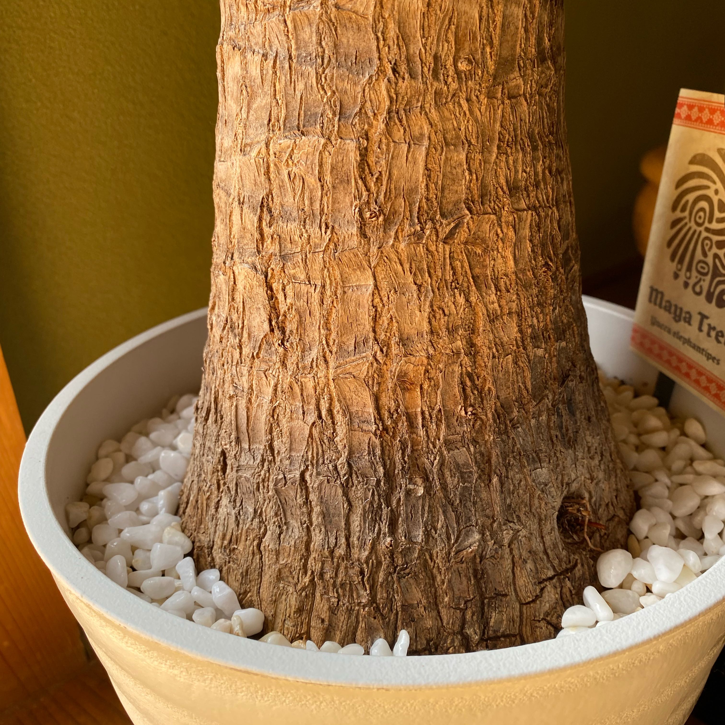 Photo of the plant species Palm by @ExecCanna78 named Gregarious on Greg, the plant care app