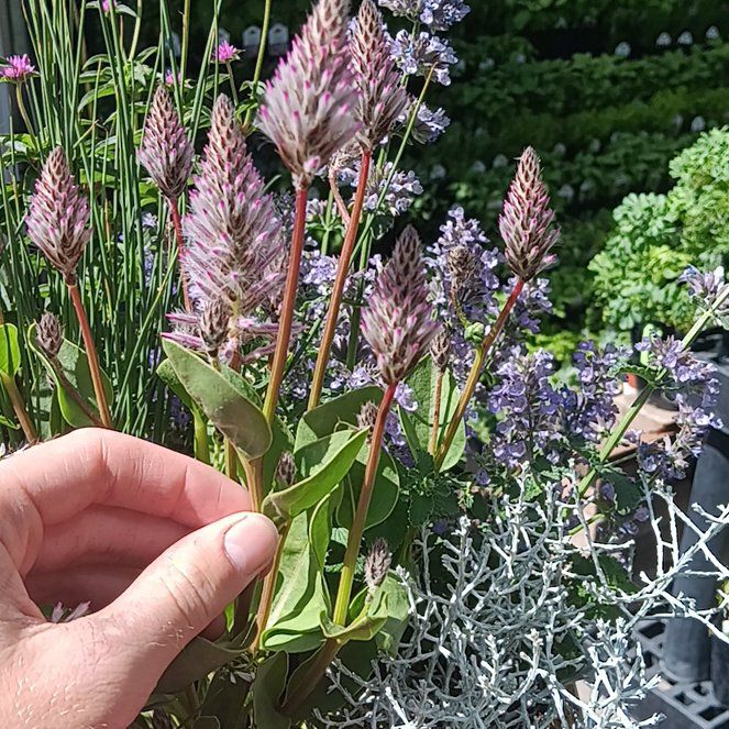 Photo of the plant species Ptilotus Exaltatus by @PrizedDigitfern named Achilles on Greg, the plant care app