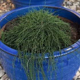 Photo of the plant species Cousin It Plant by @EloquentChaya72 named Doja Cat on Greg, the plant care app