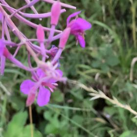 Photo of the plant species Clarkia by @KeenTejocote83 named Denali on Greg, the plant care app