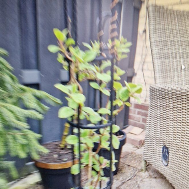 Photo of the plant species Kiwi Plant by @SirUrnplant32 named Queen on Greg, the plant care app