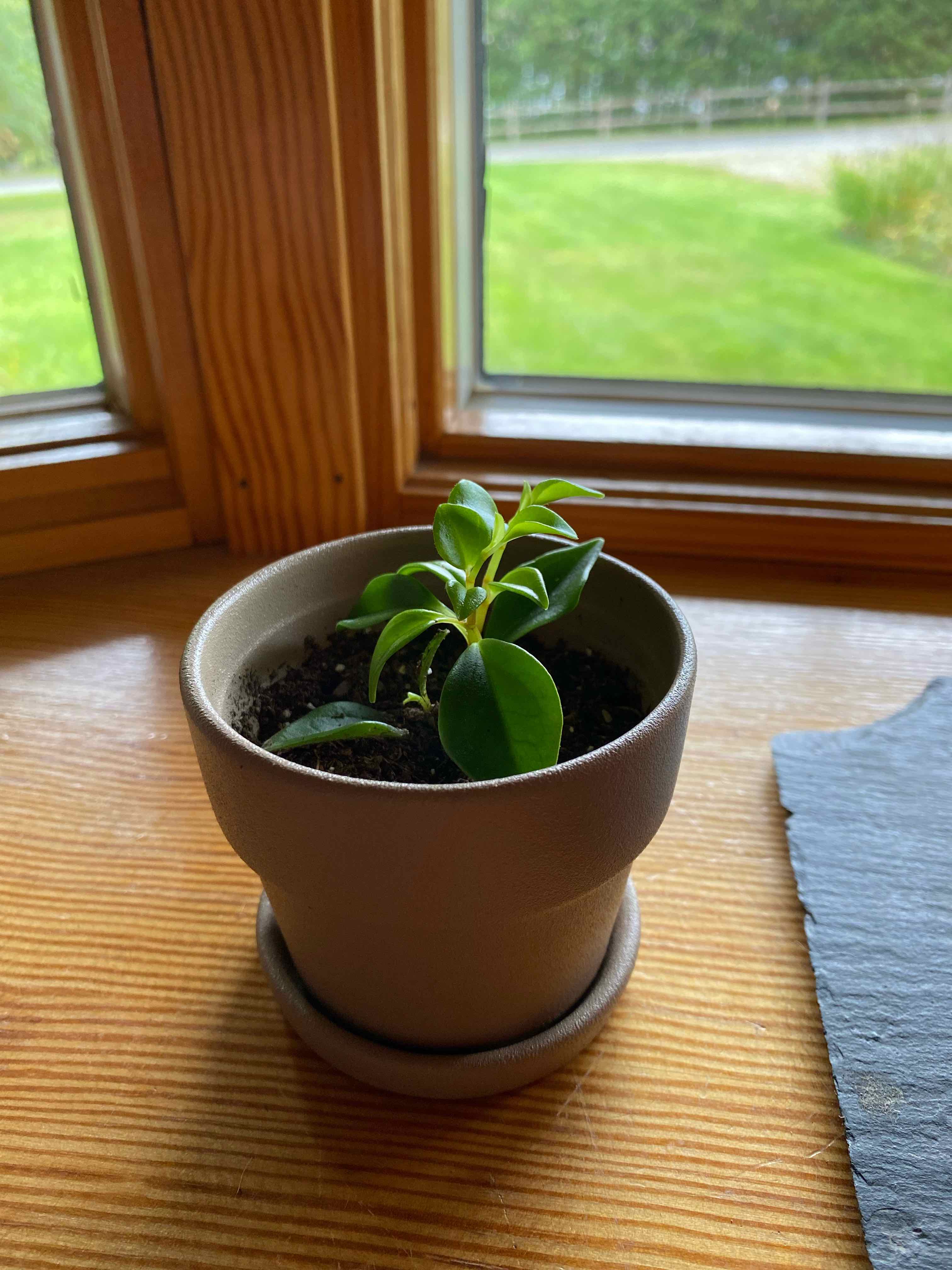 A healthy Peperomia 'Amigo Marcello' plant in a pot near a window.