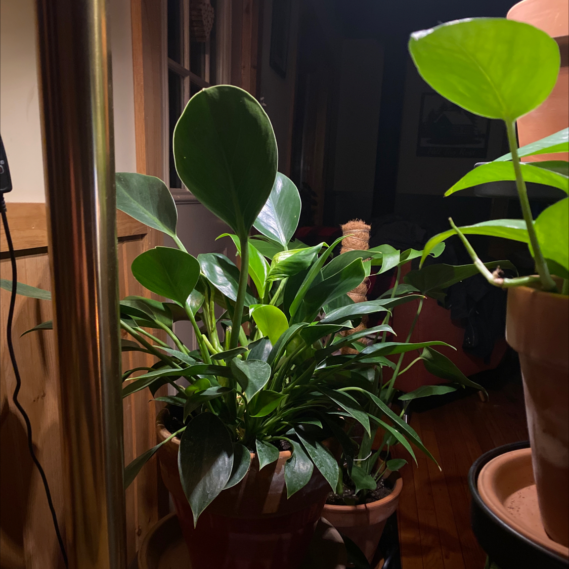 Indoor potted Green Princess plant with broad green leaves, another plant in the background.