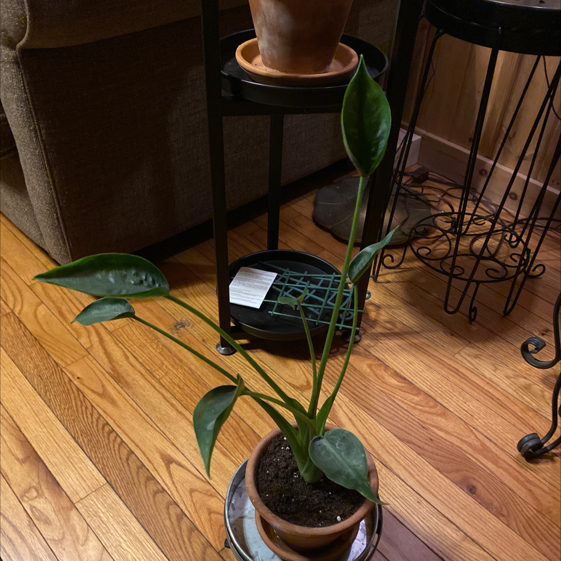 Potted Tiny Dancer plant with green leaves, visible soil, and healthy appearance.