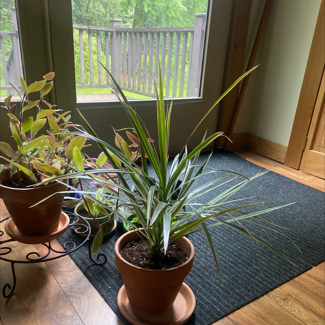 Indoor potted Magenta Dragon Tree with visible soil, well-framed and in focus.