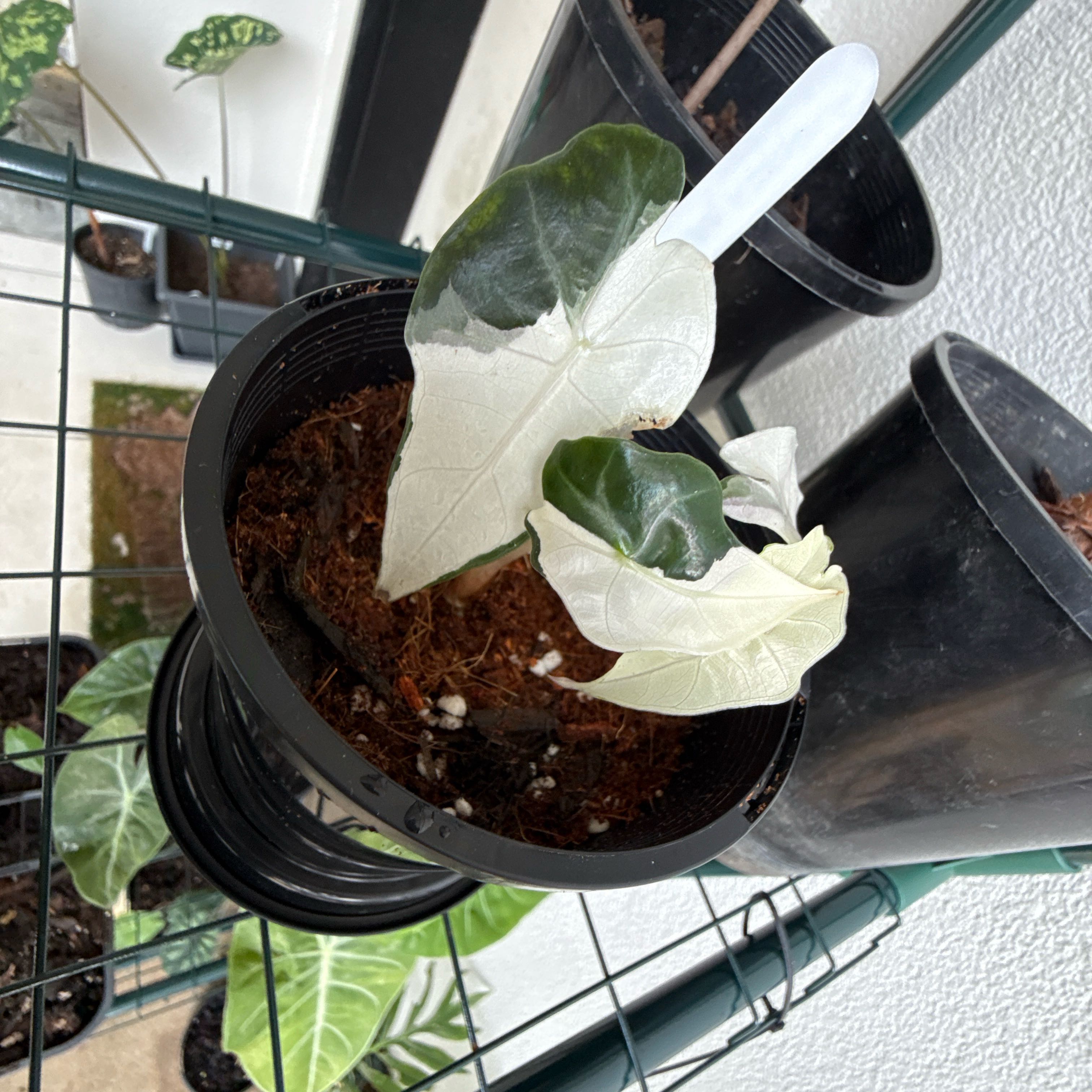 Photo of the plant species Variegated Alocasia Amazonica by @ModelPumpkinash named Foxxy on Greg, the plant care app