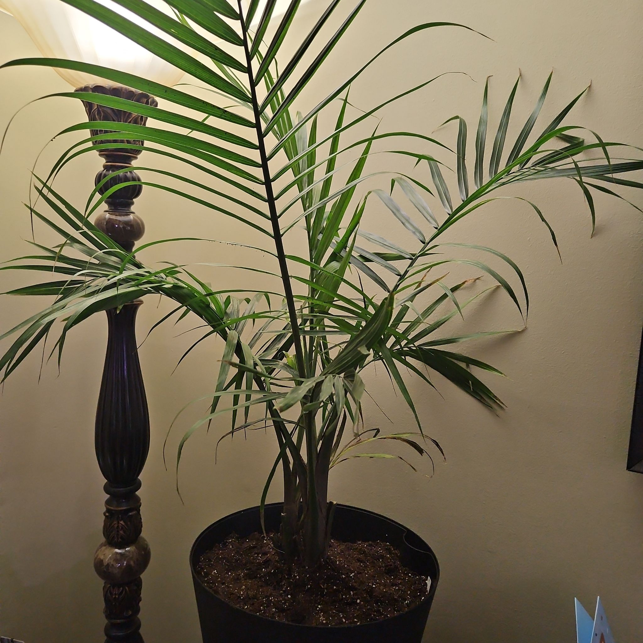 Photo of the plant species Xerophilous Palm by @JollyRubybonnet named Shakira on Greg, the plant care app