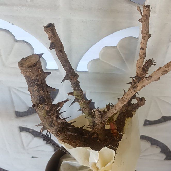 Photo of the plant species Oklahoma Rose by @SupernalBlinks named Cleopatra on Greg, the plant care app