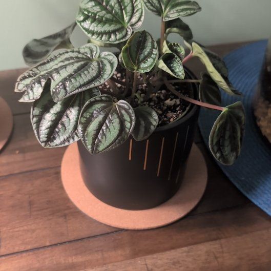 Photo of the plant species Peperomia 'Dragon Skin' by @AbleCoralbell44 named Osmo on Greg, the plant care app