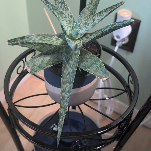Photo of the plant species Aloe 'White Fox' by @AbleCoralbell44 named Nithin on Greg, the plant care app