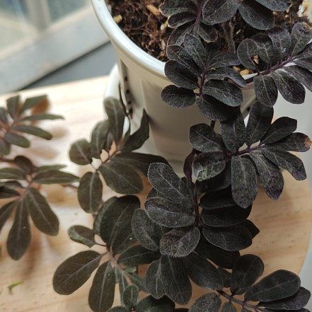 Photo of the plant species Solanum uleanum by @HotCacto98 named 紫式部 on Greg, the plant care app