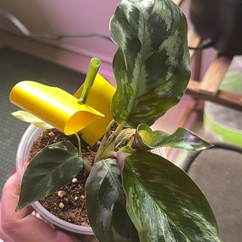 Photo of the plant species Calathea Helen Kennedy by @PrinceHedera63 named Bella on Greg, the plant care app