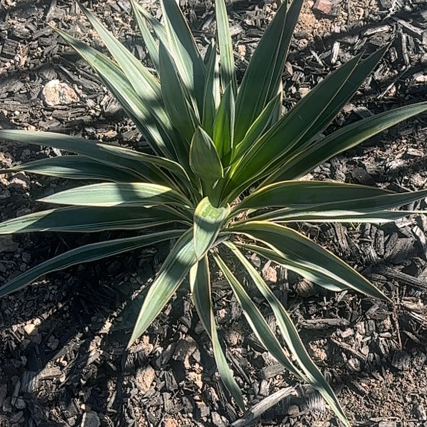 Photo of the plant species Spanish Dagger by @YesLichen23 named Forrest on Greg, the plant care app