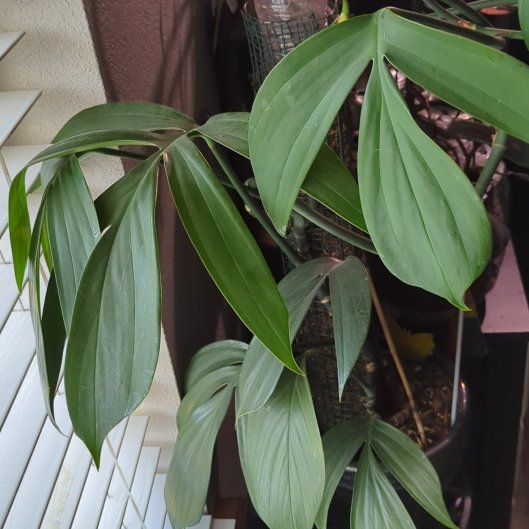 Photo of the plant species Dragon Tail by @YesSiricote60 named Shakira on Greg, the plant care app