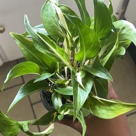 Photo of the plant species Mutant Manjula Pothos by @YesRedpine28 named Taylor Swift on Greg, the plant care app