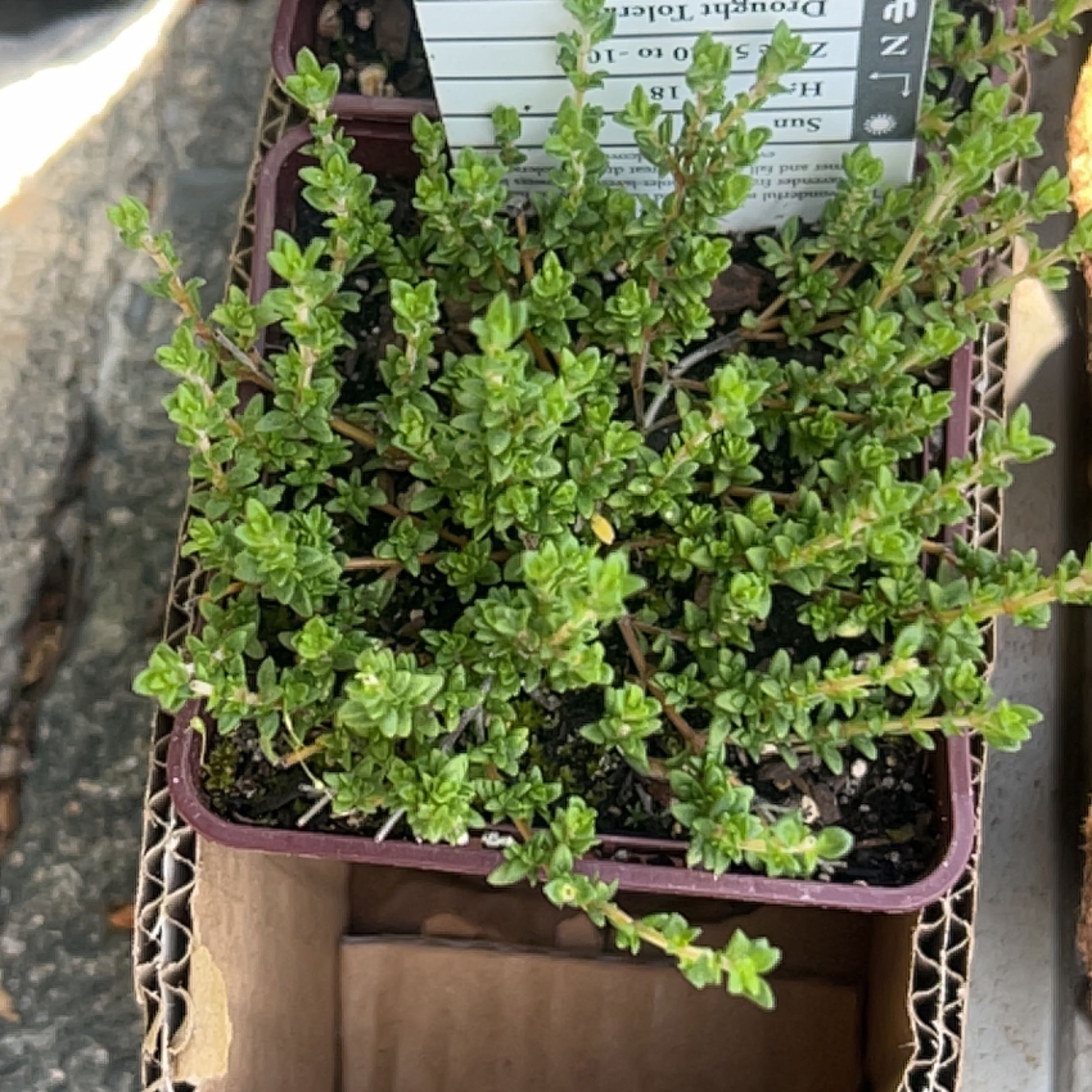 Photo of the plant species Lavender-scented Thyme by @AdeptColocynth named Denali on Greg, the plant care app
