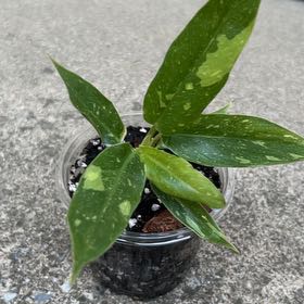 Photo of the plant species Ring Of Fire by @ChirpyTule54 named Emerson on Greg, the plant care app
