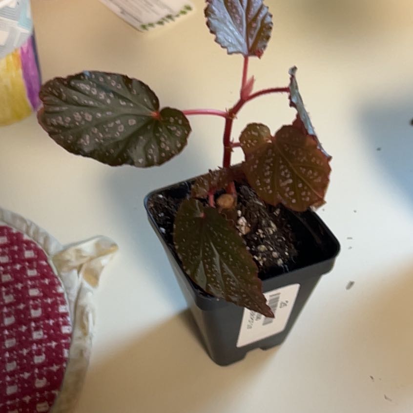 Photo of the plant species begonia rex hybrid by @ChirpyTule54 named Mochi on Greg, the plant care app