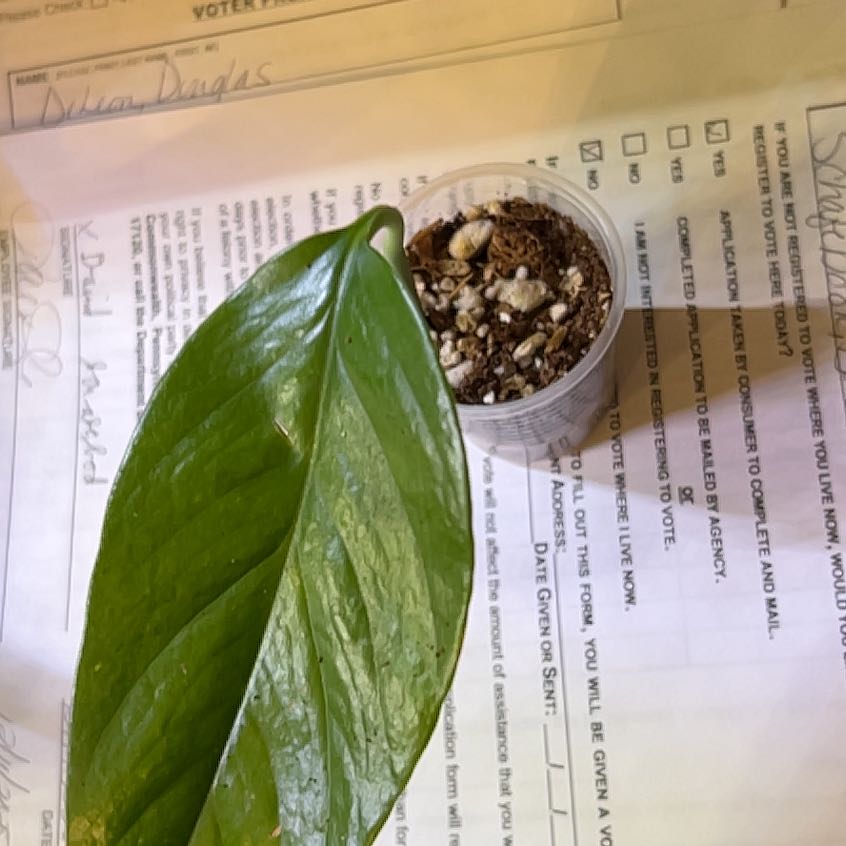 Photo of the plant species Epi Aurea by @ChirpyTule54 named Sir Plancelot on Greg, the plant care app