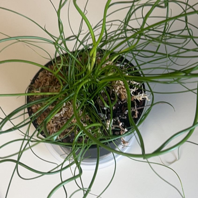 Photo of the plant species Corkscrew Plant by @ChirpyTule54 named Tupot amaroot on Greg, the plant care app