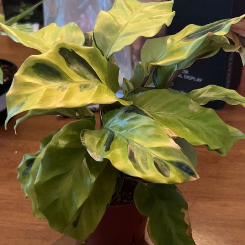 Photo of the plant species Calathea Yellow Fusion by @ChirpyTule54 named ChloroPhil on Greg, the plant care app