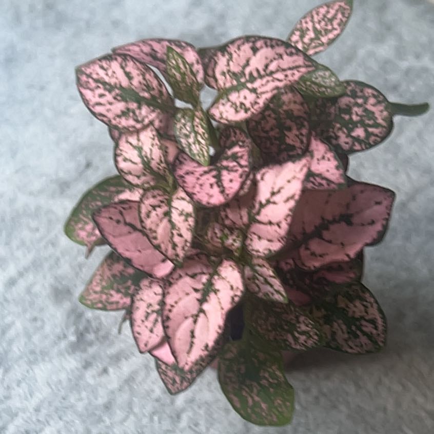 Photo of the plant species Pink Angel Nerve Plant by @ChirpyTule54 named Anne on Greg, the plant care app