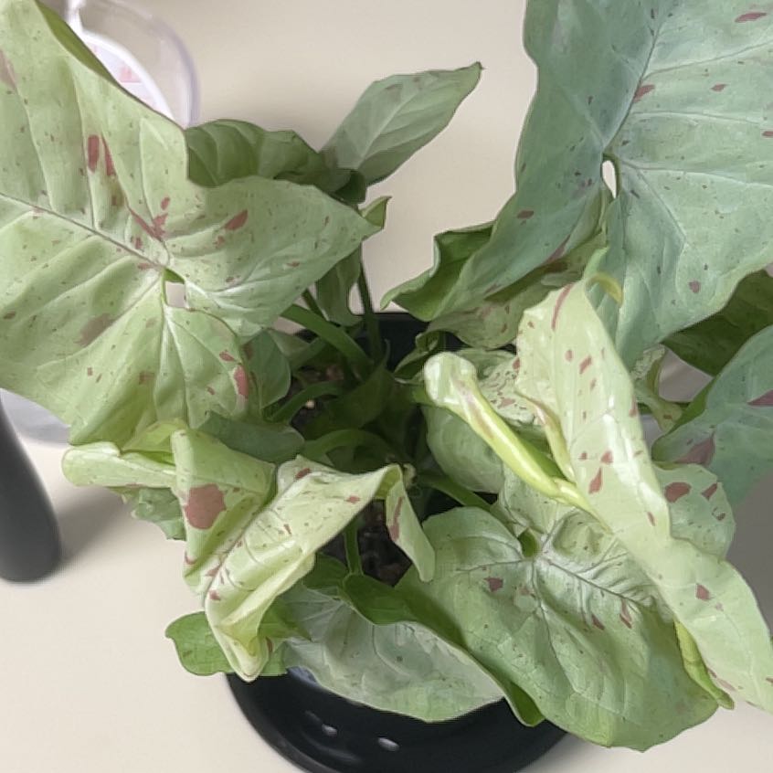 Photo of the plant species Milk Confetti by @ChirpyTule54 named Ronaldo on Greg, the plant care app