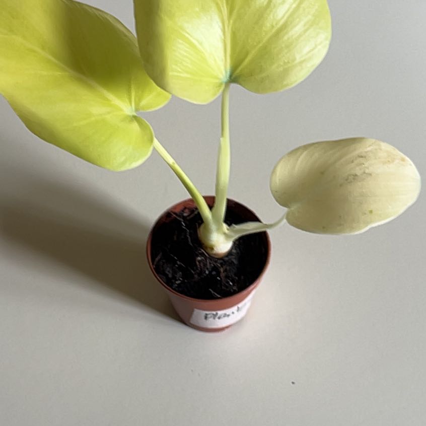 Photo of the plant species Philadendron warscewiczii aurea by @ChirpyTule54 named Sonora on Greg, the plant care app