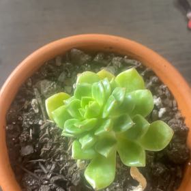 Photo of the plant species Echeveria 'Sleepy™' by @BuoyantAtom64 named Sleepy on Greg, the plant care app