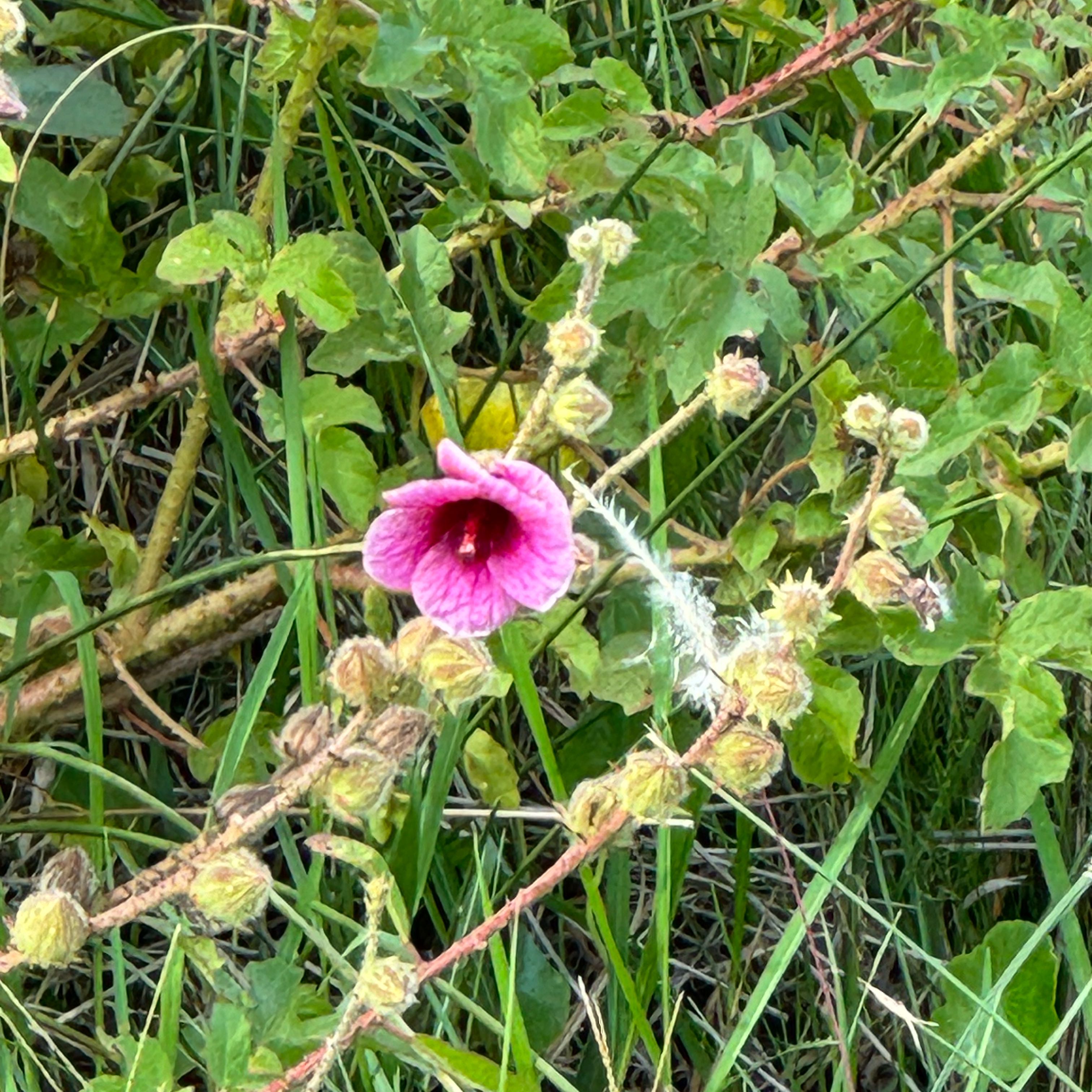 Photo of the plant species Hibiscus diversifolius var. diversifolius by @GuruSalsa named Luna on Greg, the plant care app
