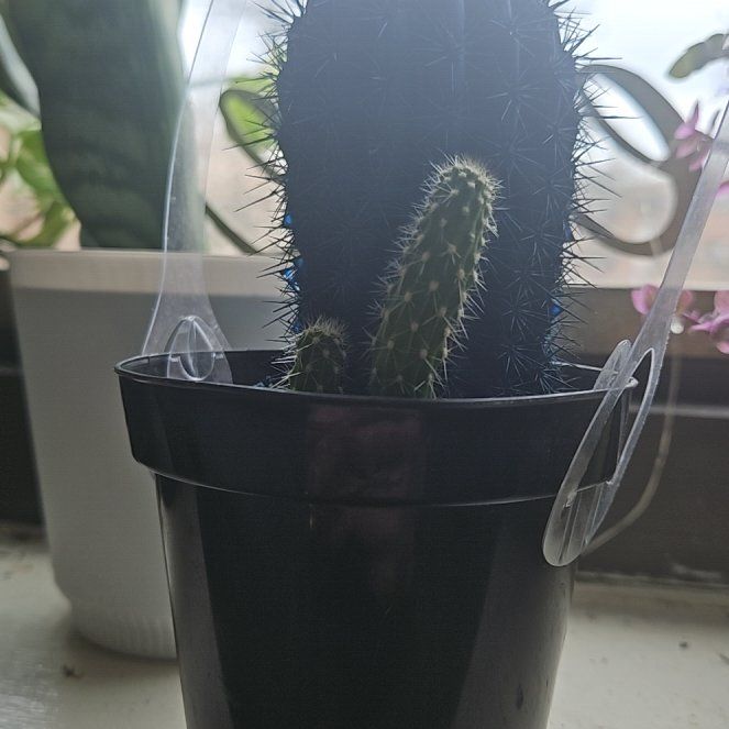 Photo of the plant species Kosmik Kaktus-a Asst by @WarmQuenepa40 named Winston on Greg, the plant care app
