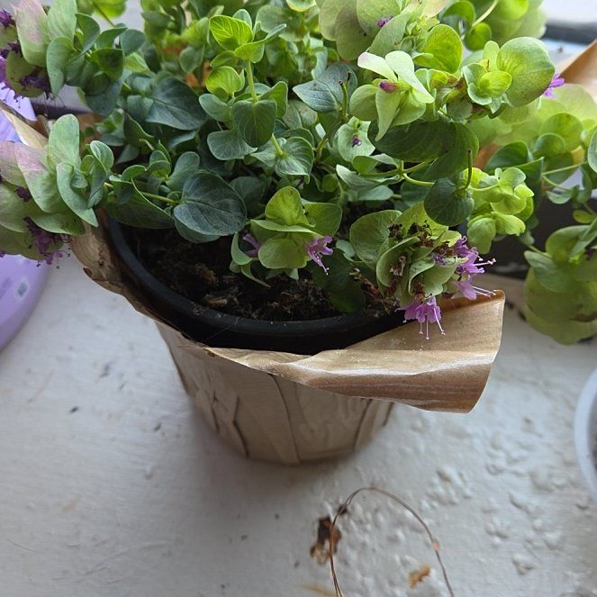 Photo of the plant species Ornamental Oregano by @WarmQuenepa40 named Gobi on Greg, the plant care app