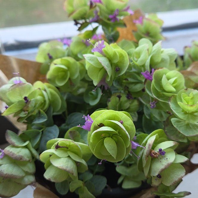 Photo of the plant species Ornamental Oregano by @WarmQuenepa40 named Curie on Greg, the plant care app