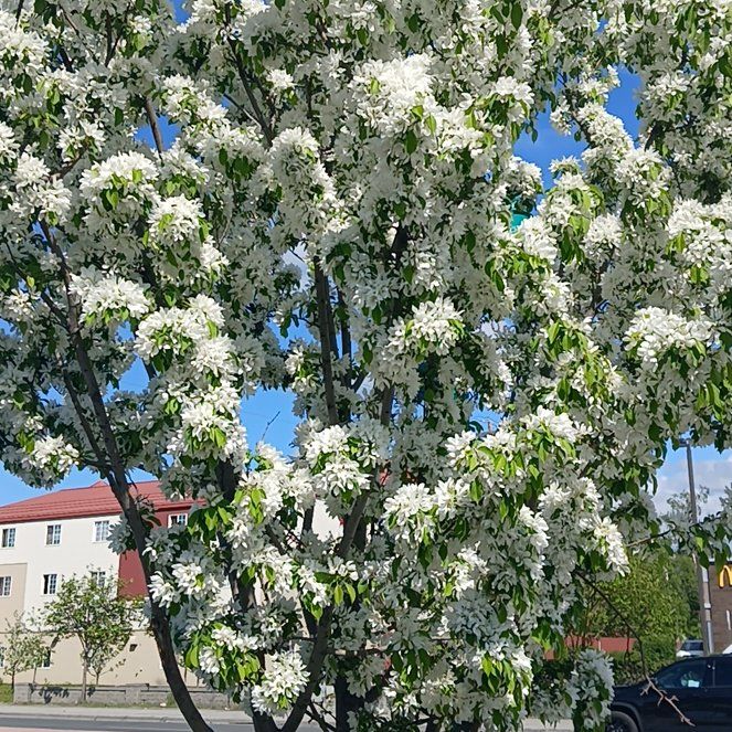 Photo of the plant species Japanese Tree Lilac by @SultrySpearmint named Khaleesi on Greg, the plant care app