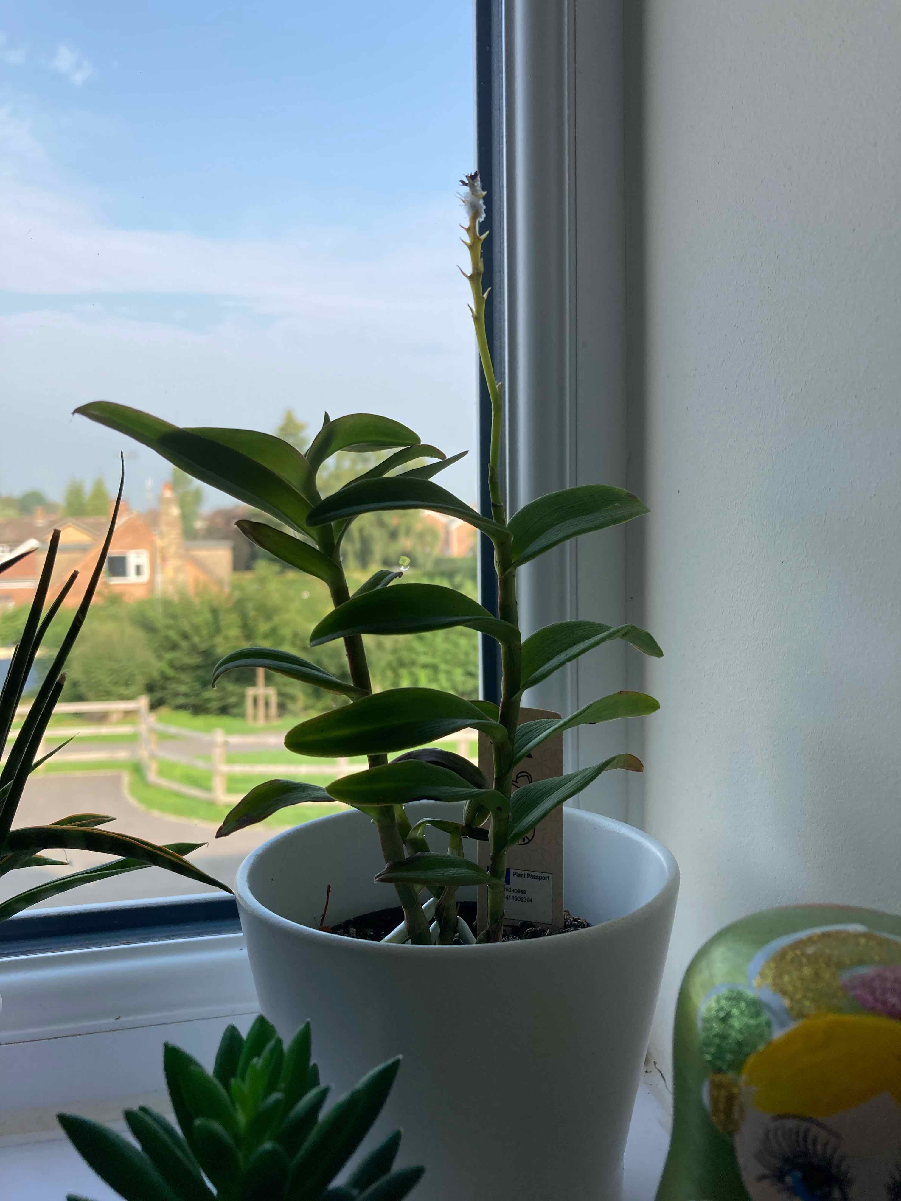 Fire Star Orchid plant in a white pot on a windowsill with a view outside.