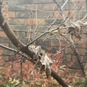 Photo of the plant species Siberian Peashrub by @UberHawkswing named Sahara on Greg, the plant care app