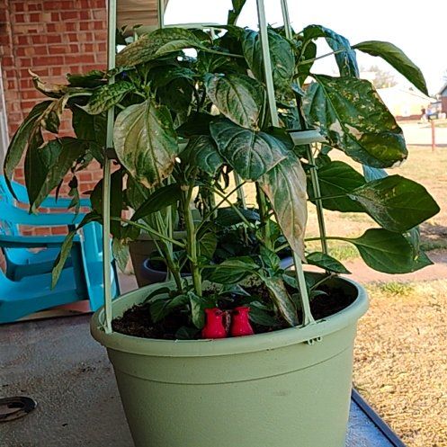 Photo of the plant species Liberty Belle Pepper by @ValidMizuna10 named Achilles on Greg, the plant care app