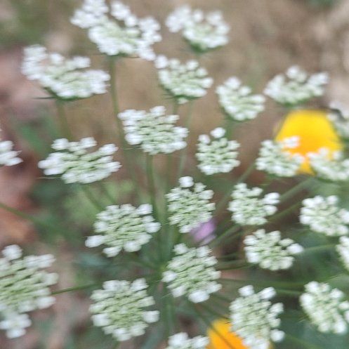 Photo of the plant species Spreading Hedgeparsley by @CrispMendoza33 named Robert Plant on Greg, the plant care app