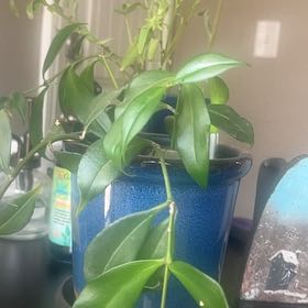 Photo of the plant species lemon vine by @RealPixiecap10 named Doja Cat on Greg, the plant care app