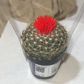 Photo of the plant species Ferocactus Wislizeni by @FunGray59 named Lil prick on Greg, the plant care app