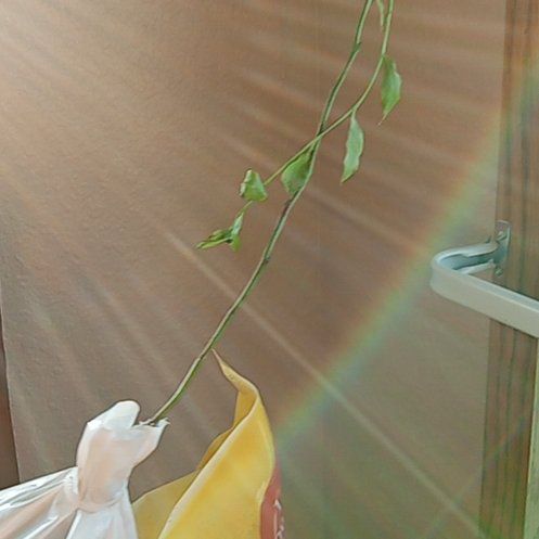 Photo of the plant species Blueray Blueberry by @WhizWoreya66 named Surya on Greg, the plant care app