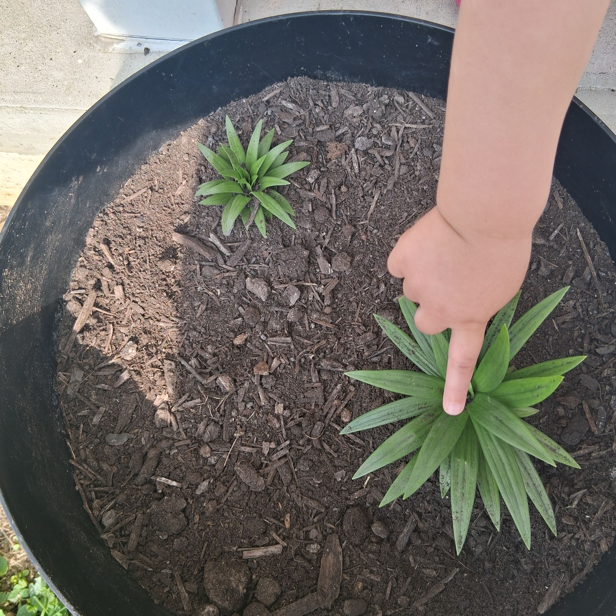 Photo of the plant species Landini Asiatic Lily by @MaturingPapaya named Salem on Greg, the plant care app
