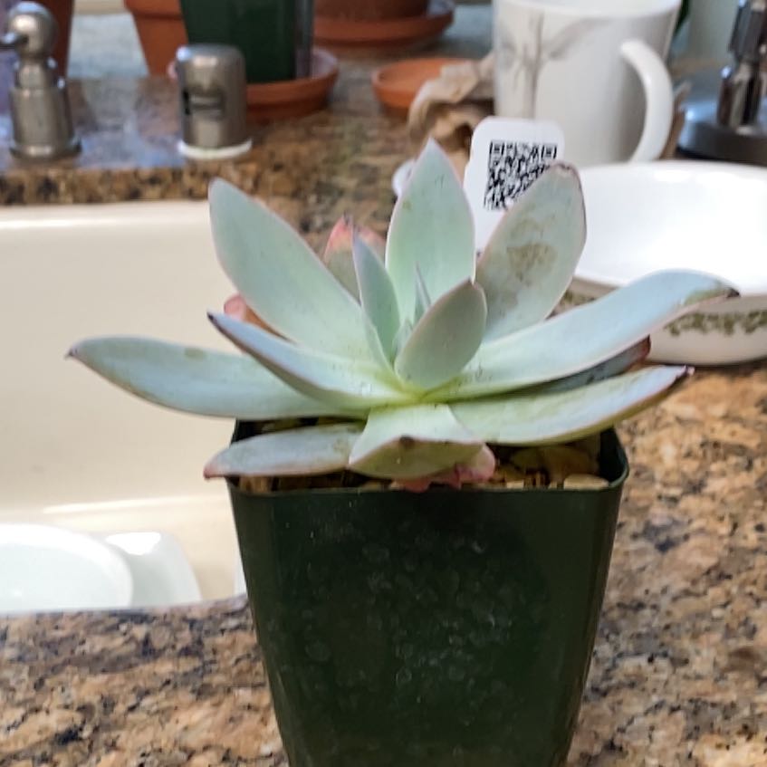 Photo of the plant species Echeveria Cante by @VocalCorkelm25 named Cante on Greg, the plant care app