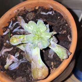 Photo of the plant species succulent by @VipMarigold90 named Rihanna on Greg, the plant care app